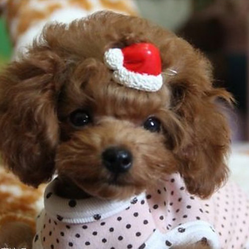 Dog Hair Accessories Cosplay Christmas Dog Clothes Puppy Clothes Dog Outfits Costume for Girl and Boy Dog Plastic
Dog Hair Accessories Cosplay Christmas Dog Clothes Puppy Clothes Dog Outfits Costume for Girl and Boy Dog Plastic