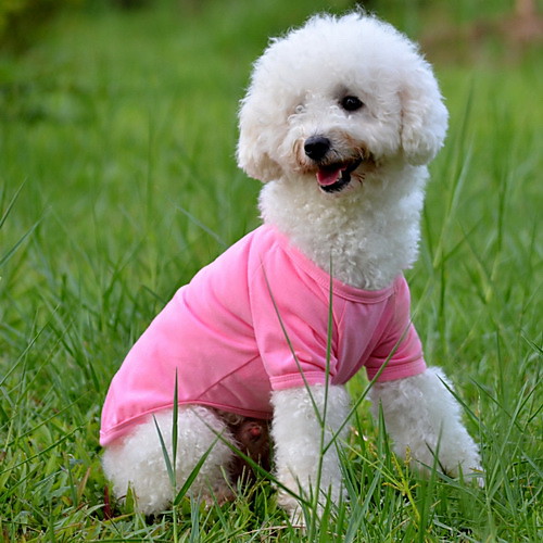 Dog Shirt / T-Shirt Puppy Clothes Solid Colored Simple Style Dog Clothes Puppy Clothes Dog Outfits Yellow Red Blue Costume for Girl and Boy Dog Cotton XS S M L XL
Dog Shirt / T-Shirt Puppy Clothes Solid Colored Simple Style Dog Clothes Puppy Clothes Dog Outfits Yellow Red Blue Costume for Girl and Boy Dog Cotton XS S M L XL