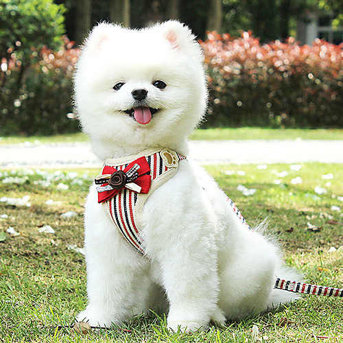 Dog Harness Leash Casual Safety Square Stripes Polyester Poodle Pomeranian Toy Poodle puppy Small Dog Medium Dog Camouflage Color Stripe Fuchsia Pink Gray
Dog Harness Leash Casual Safety Square Stripes Polyester Poodle Pomeranian Toy Poodle puppy Small Dog Medium Dog Camouflage Color Stripe Fuchsia Pink Gray