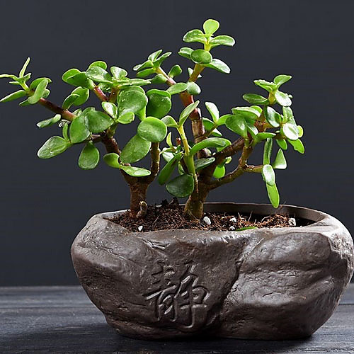 Zen Purple Sand Little Monk Succulent Personality Creative Flower Pot Ceramic Succulent Personality Succulent Plant Kiln Personality
Zen Purple Sand Little Monk Succulent Personality Creative Flower Pot Ceramic Succulent Personality Succulent Plant Kiln Personality