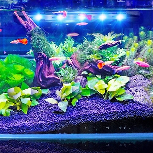 Aquarium Light Aquarium Decoration LED Light Fish Tank Light White Blue Energy Saving Plastic 1 W 220 V / #
Aquarium Light Aquarium Decoration LED Light Fish Tank Light White Blue Energy Saving Plastic 1 W 220 V / #
