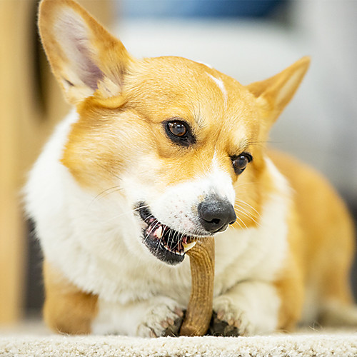 Teeth Cleaning Toy Dog Chew Toys Dog Toy Dog Pet Exercise Teething Rope Toy Teething Toy Rubber Gift Pet Toy Pet Play
Teeth Cleaning Toy Dog Chew Toys Dog Toy Dog Pet Exercise Teething Rope Toy Teething Toy Rubber Gift Pet Toy Pet Play