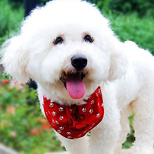 

Dog Necklace Dog Clothes