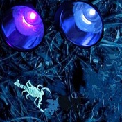 Black Light Flashlights