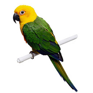 Acessórios para Pássaros