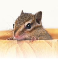 Acessórios para Pequenos Ani...