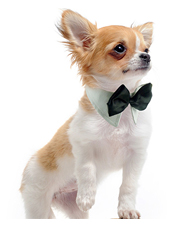 Cão Jóias & Acessórios