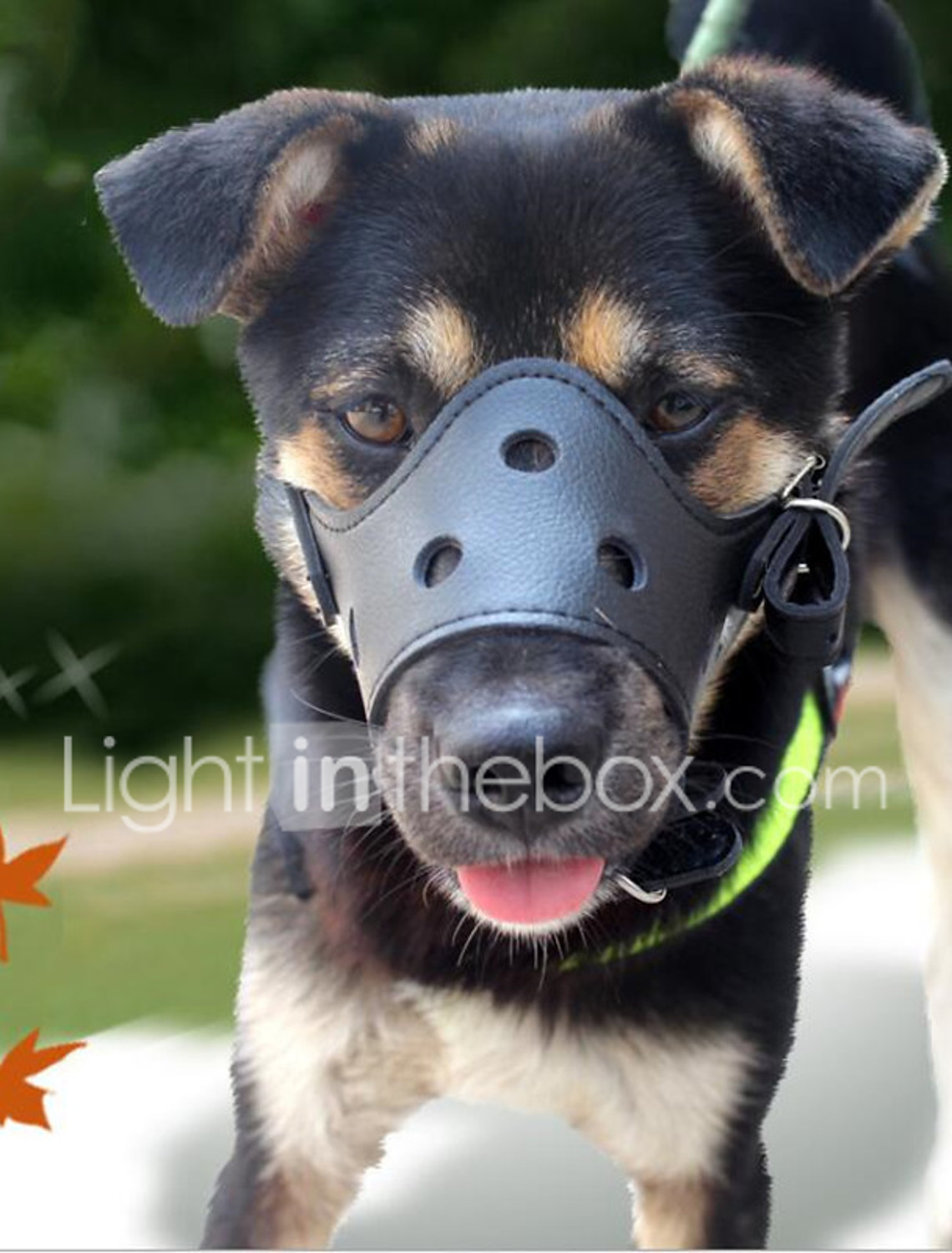 muzzle for lhasa apso