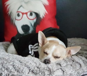 katze haustiere hund pullover kapuzenshirts austattungen buchstabe nummer modisch sport winter hundekleidung welpenkleidung hunde outfits schwarz gelb rot kostum fur madchen und jungen hund 3717141 2021 7 19
